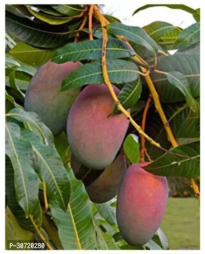 Ukanda Mango Plant All Time s-thumb0