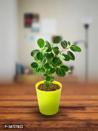 Ukanda Ficus Plant Ficus Plant with Pot-thumb3