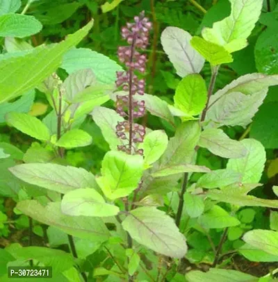 Ukanda Tulsi Plant Tulsi-thumb0