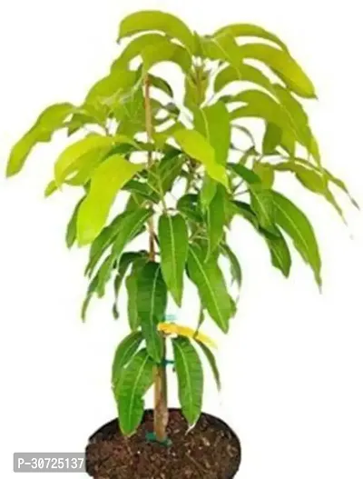 Ukanda Mango Plant Mango Plant(Hybrid, Pack of 1)-thumb0