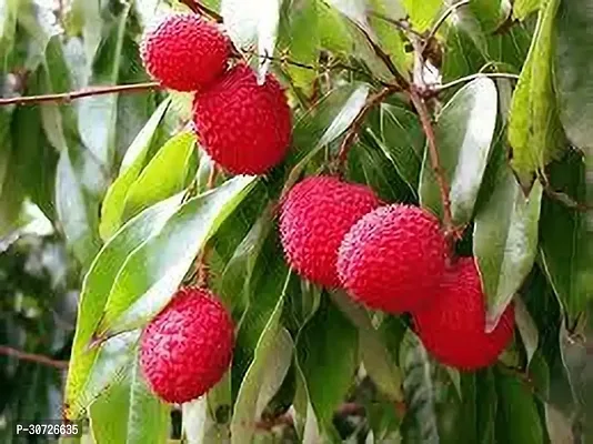 Ukanda Litchi Plant Litchi Plant Grafted-thumb0