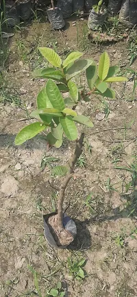 Ukanda Lily Plant Guava Thai Dwarf Inside Pink Sweet Crunchy Great Taste Guava Air Layered Healthy plant-thumb2