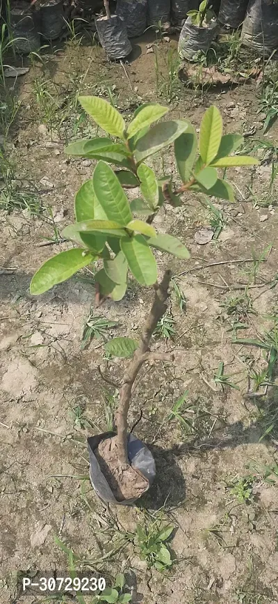 Ukanda Lily Plant Guava Thai Dwarf Inside Pink Sweet Crunchy Great Taste Guava Air Layered Healthy plant-thumb3