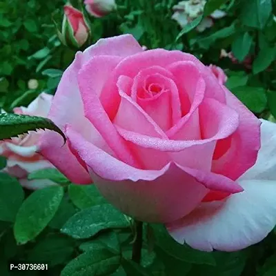 Ukanda Rose Plant Flower Live Plant - Rare Healthy Bush Rose Rosa Flowering Plant - 1 Healthy Plant In Poly Bag-thumb0