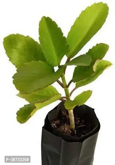 Ukanda Bryophyllum PinnatumPatharchatta Plant Patharchatta125-thumb0