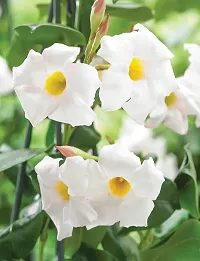 Ukanda Thunberjia Plant white AllamandaThunbergia Erectawhite trumpet Vine evergreen winewhiteSkyflower-thumb1