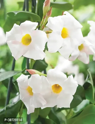 Ukanda Thunberjia Plant white AllamandaThunbergia Erectawhite trumpet Vine evergreen winewhiteSkyflower-thumb2