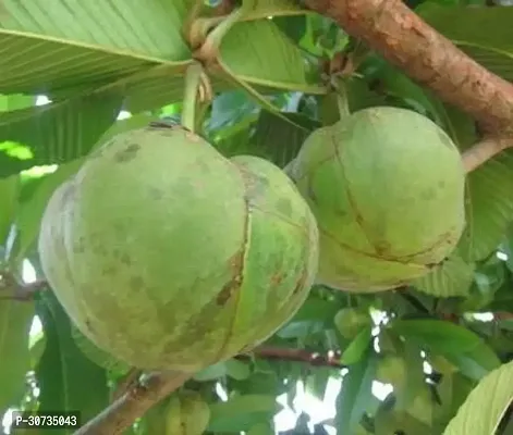 Ukanda Elephant Apple Plant Elephant apple Chalta plant-thumb3