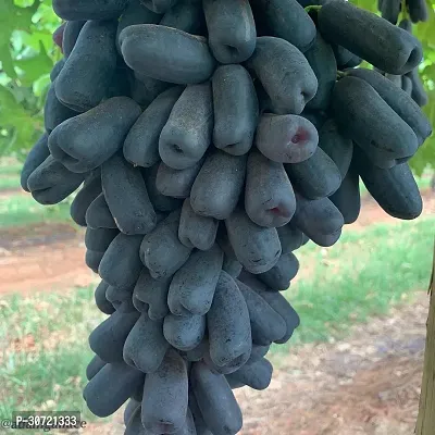 Ukanda Grapes Plant 65Grape Hybrid Plant-thumb0