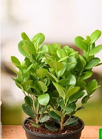 Ukanda Ficus Plant Plants 58900-thumb1