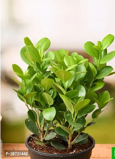 Ukanda Ficus Plant Plants 58900-thumb2