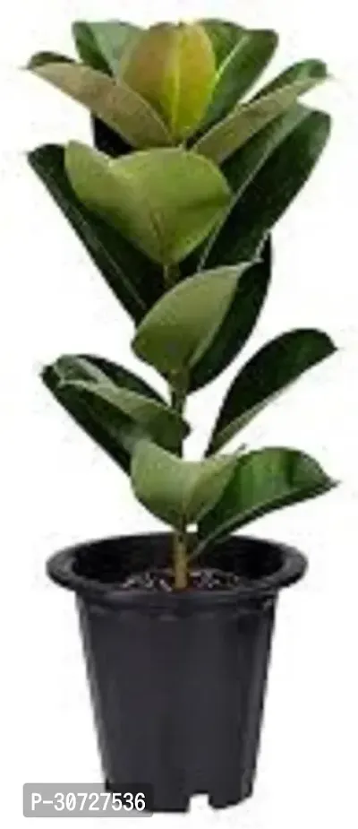 Ukanda Ficus Plant Ficus Plant32-thumb0