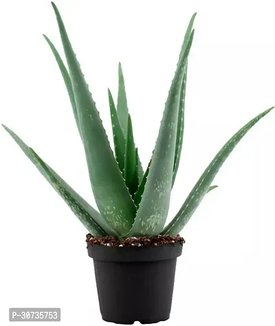 Ukanda Aloe Vera Plant INE-NEW-324-thumb0