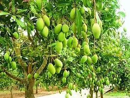 Ukanda Mango Plant Very Sweet Amrapali Mango Grafted Hybrid Bonsai Fruit Tree Healthy Live Plant-thumb1