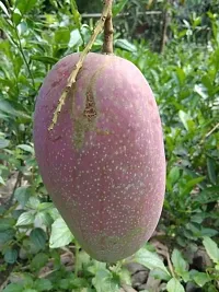 Ukanda Mango Plant Thai Katiman Mango Grafted Hybrid Live Plant- 2 Ft. Height( Pack of 1 )..-thumb1