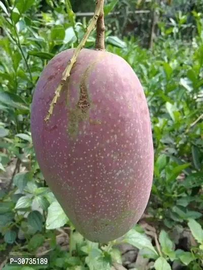 Ukanda Mango Plant Thai Katiman Mango Grafted Hybrid Live Plant- 2 Ft. Height( Pack of 1 )..-thumb2