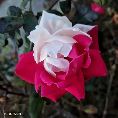 Ukanda Money Plant Hybrid Rose Plant_15-thumb0