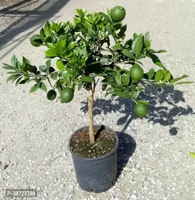 Ukanda Sweet Lemon Plant MOUSUMBI CHILD PLANT-thumb0