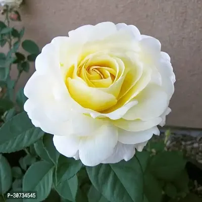 Ukanda Rose Plant Cream Rose