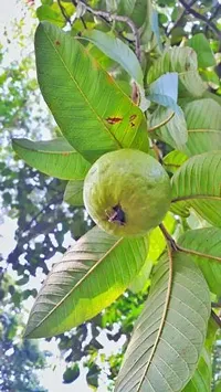 Ukanda Guava Plant GUAVA PLANT 4411QQ-thumb1