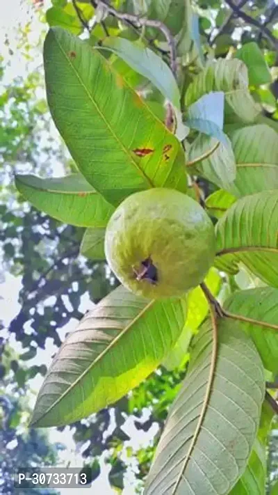 Ukanda Guava Plant GUAVA PLANT 4411QQ-thumb2