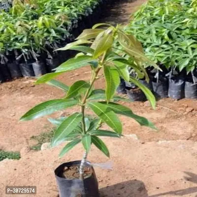 Ukanda Mango Plant Kesar Mango Hybrid Plant For Outdoor Garden-thumb0