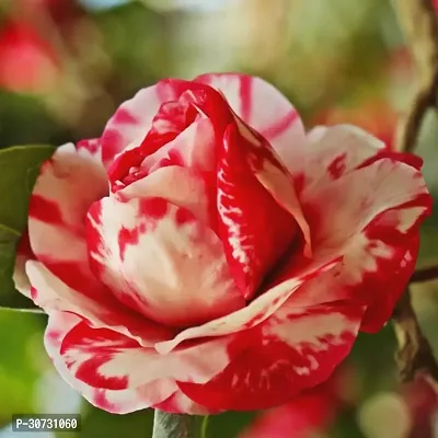 Ukanda Rose Plant Camelia Flower Plant CF17-thumb0