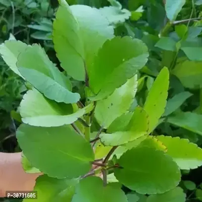 Ukanda Bryophyllum PinnatumPatharchatta Plant Br2-thumb3