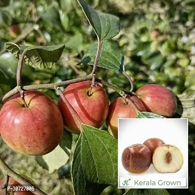 Ukanda Ber Apple Plant Ber Apple Plant