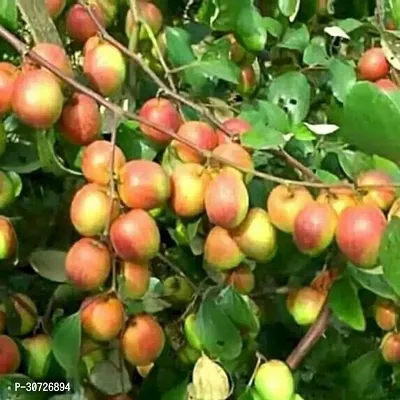 Ukanda Ber Apple Plant Apple Ber Plant (03)-thumb2