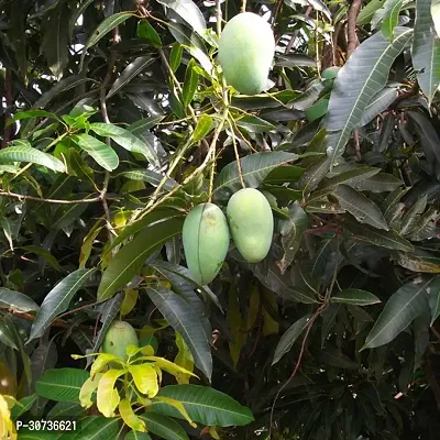 Ukanda Mango Plant PLANTS50-thumb0