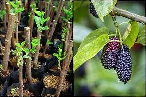 Ukanda Berry Plant MULBERRY PLANT YY-thumb1