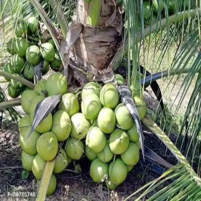 Ukanda Coconut Plant Rumani Coconut Hybrid Plant For Outdoor Garden-thumb2