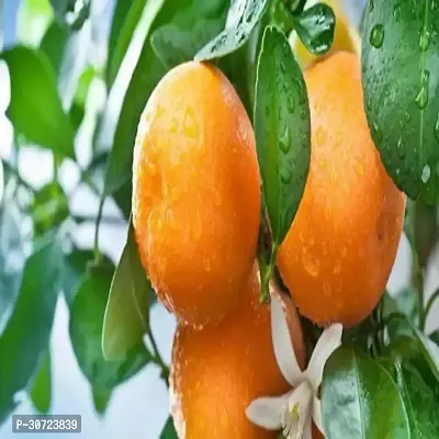 Ukanda Orange Plant Orange or28-thumb0