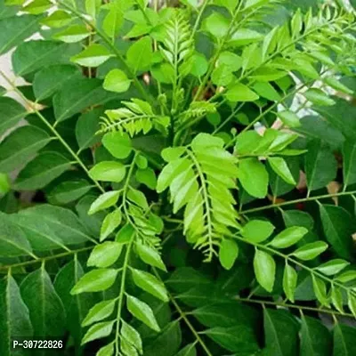 Ukanda Curry Leaf Plant Curry patta pack or 1 with pot-thumb0