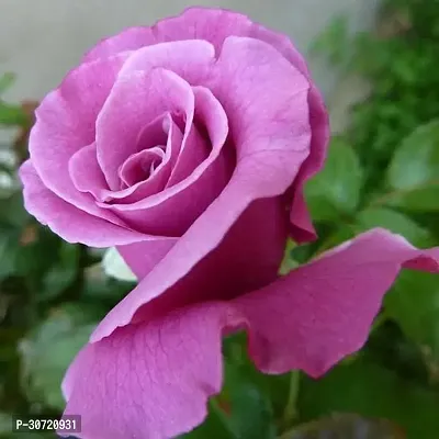 Ukanda Rose Plant Levendar Rose-thumb0