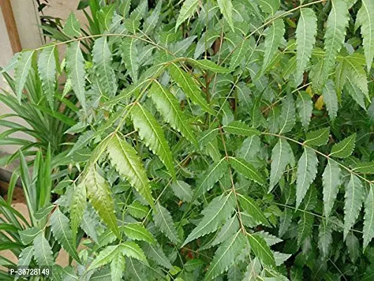 Ukanda Neem Plant NEEM PLANT-1-thumb3