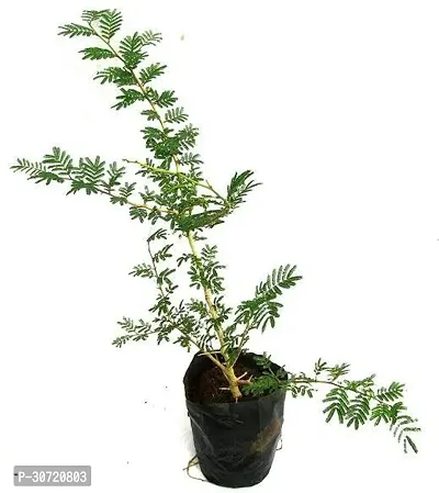 Ukanda ShamiJand Plant Shami2wt pot-thumb0