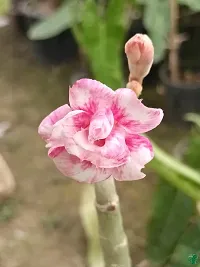 Ukanda Adenium Plant ADENIUM PLANT OJJVV-thumb2