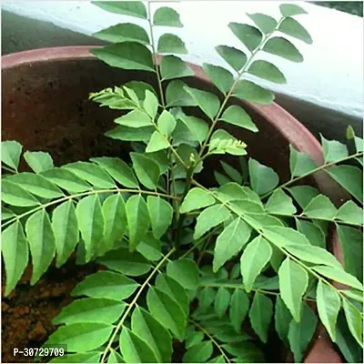 Ukanda Curry Leaf Plant Curry Leaves Natural Plant with Pot Pot(KADI PATTA) Plant-thumb0