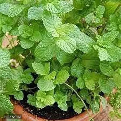 Ukanda Mint Plant MINT3-thumb0