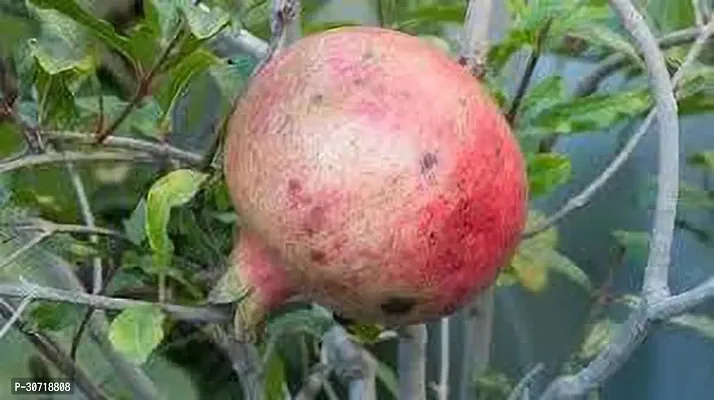 Ukanda Pomegranate Plant POMEGRANATE1`-thumb0