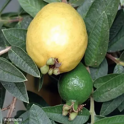 Ukanda Guava Plant RSP_566-thumb0