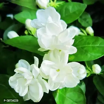 Ukanda Jasmine Plant Z1J21-thumb0