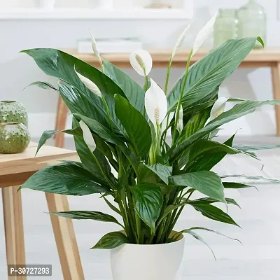 Ukanda Peace Lily Plant Peace Lily Flower Plant P26-thumb0