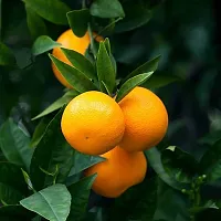 Ukanda Orange Plant Live Orange Pllant-thumb2