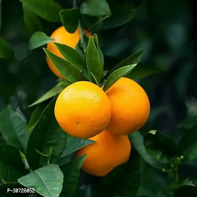 Ukanda Orange Plant Live Orange Pllant-thumb3