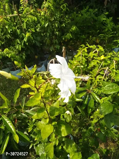 Ukanda Hibiscus Plant White hibiscus-thumb2