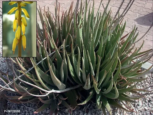 Ukanda Aloe Vera Plant Aloe Vera Plant CF00033-thumb0