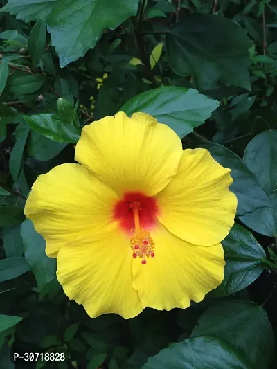 Ukanda Hibiscus Plant Hibiscus Yellow Plant-thumb3